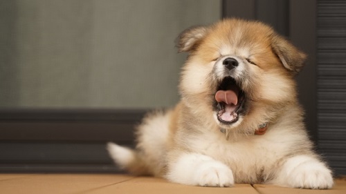 温泉水99は、犬に合う？飲ませて良い水と悪い水は？